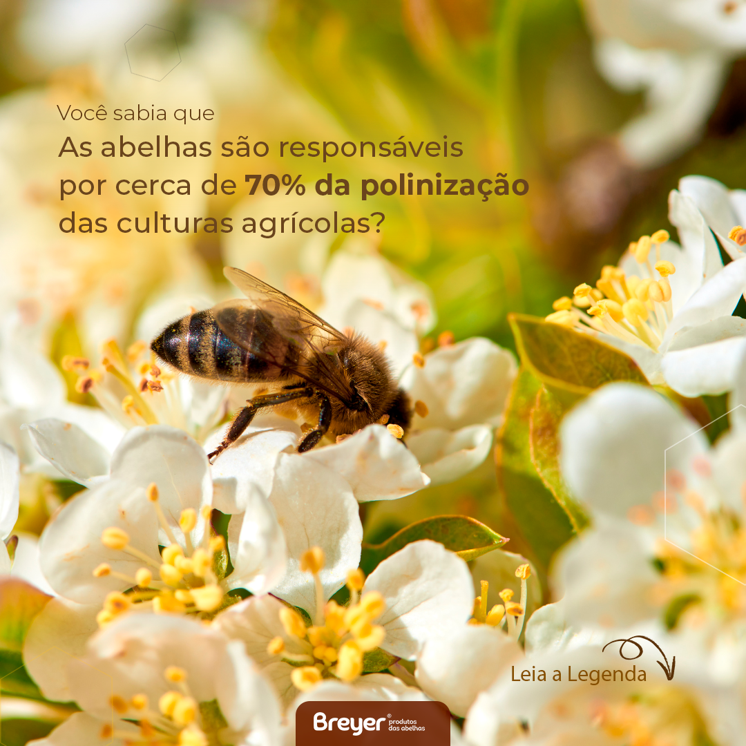 Sustentabilidade na Apicultura