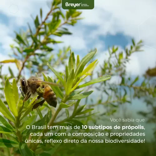 Diversidade da Própolis